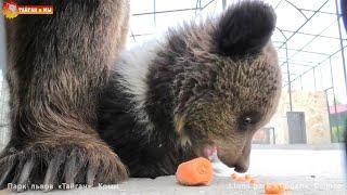 Нюра уже начинает рычать -  почти взрослый медведь. Тайган. Bear cub is already growling. Taigan.