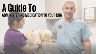 How to Administer Medication to Your Dog at Home?