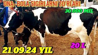 BUGUN ONA -BOLA SIGIRLARNI NARXLARI YANGIYOʻL MOL BOZORIDA DAXSHAT BOʻLDI 