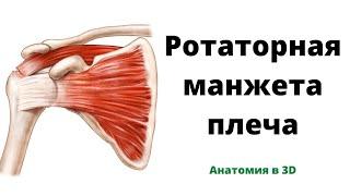 Ротаторная манжета плеча