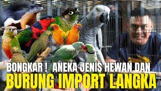 REVIEW KIOS ANEKA JENIS HEWAN DAN BURUNG IMPORT LANGKA DI PASAR PRAMUKA