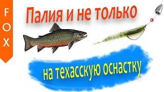 Как ловить на техасскую оснастку? Ладога, трофеи на Техас.