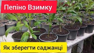 Пепіно Взимку, як зберегти і не втратити саджанці Пепіно - практичні рекомендації)))