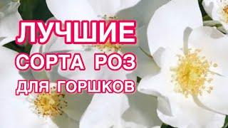 КАКИЕ СОРТА РОЗ ПОДХОДЯТ ДЛЯ ГОРШКОВ | ОБЪЁМЫ | ПРИВИТЫЕ РОЗЫ И КОРНЕСОБСТВЕННЫЕ