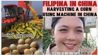 MAKINA SA PAG ANI NG MAIS SA TSINA/ CORN HARVESTER/black steamed egg/boiled soybeans/Life in China