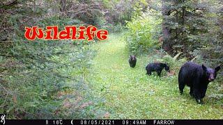 Wildlife backyard Trail Cam Northwestern Ontario Canada Summer 2021