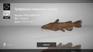 Fishing Planet - Как ловить Оливкового Сомика на реке Нейеррин?