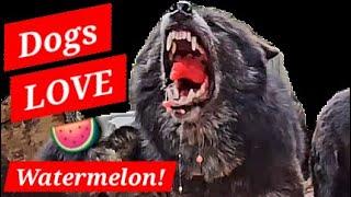 DOGS LOVE WATERMELON! - Pack feeding