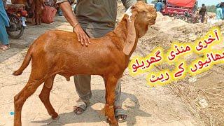 Madrasa bakra Mandi 2025 ke aakhri Mandi Ajmal TV Hasilpur
