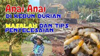 SERANGAN ANAI ANAI ANAI DI KEBUN DURIAN | TIPS DAN CARA SELESAI MASALAH ANAI ANAI DI KEBUN | EP 70