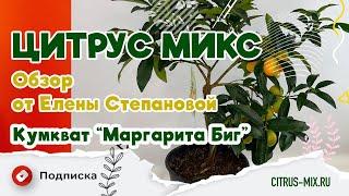  Обзор Кумквата "Маргарита Биг" от Цитрус Микс | #комнатныерастения #цитрусовые  #обзоррастений
