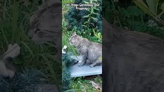 Manx Kitten Shenanigans