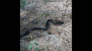 black cobra#snake#animals