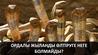 ОРДАЛЫ ЖЫЛАНДЫ ӨЛТІРУГЕ НЕГЕ БОЛМАЙДЫ? Жылан басқан Жанкент қаласы