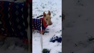 Вот и разгадка Собаку не обманешь Реагенты на дороге #нашажизньвгермании #скотчтерьер