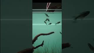 90P Nature Aquarium  #aquascaping #aquascape #aquarium