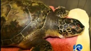 Rehabilitated turtle released into Chesapeake Bay