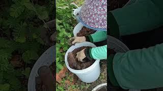 Planting young eggplant seedlings 27.05: Enjoy rural life, gardening & nature #rurallife #nature