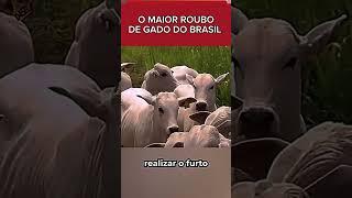 MAIOR ROUBO DE GADO DO BRASIL #curiosidades #fatos #noticias #gado #roubo #fazenda