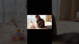 [Short] Scottish Fold kitten not liking the present (bagged balls). Elle video No.S249