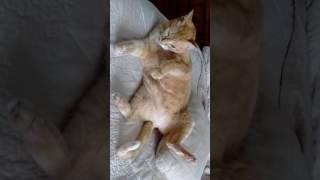 Generic cat video