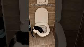#cat #funny #happycats #catmemes #music #memes #trending #trendingshorts #new #reels