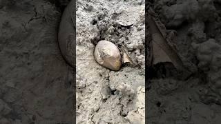 Natural PEARLS in Clam Found #clam #pearls #crystals #survival #shorts