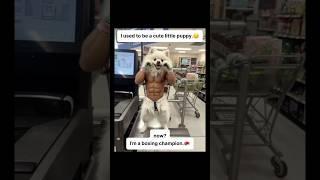 Dog at Walmart (Boxing suit)
