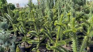 Looking for a decent sized Monkey Puzzle Tree?