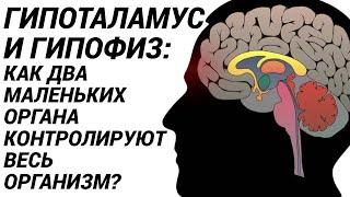 Гипофиз и гипоталамус: как два маленьких органа контролируют весь организм?