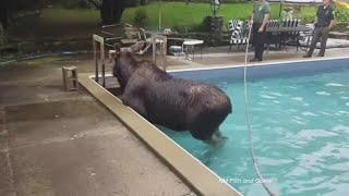 N.H. Fish and Game help stranded moose out of Bedford pool