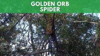 Golden Orb Spider!