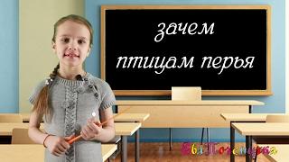 ЕваПочемучка -  зачем птицам перья