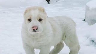 Самый бесстрашный щенок среднеазиатской овчарки (алабай). The most fearless puppy  Alabai...