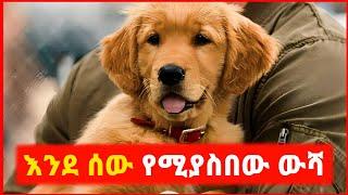  በአስተሳሰቡ ሰው የሚያስንቀው አስደናቂ ውሻ | Kokeb Film - ኮከብ ፊልም