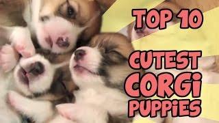 TOP 10 CUTEST CORGI PUPPY VIDEOS OF ALL TIME