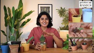 How to care for Cacti indoors | Garden Up Basics Ep.33