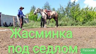 Обучение очень дикой лошади.Training a very wild horse