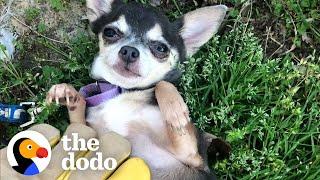 Watch This Feral Chihuahua Learn What A Belly Rub Is | The Dodo Little But Fierce