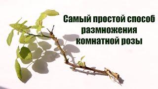 Размножение комнатной розы - черенкование |Arts and Flowers