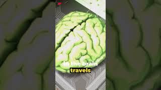 Brainy Bites: Top 10 Fascinating Facts about the Human Brain