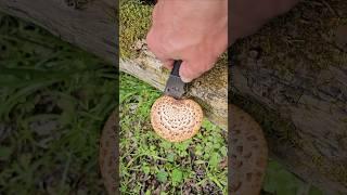 5 edible plants/mushrooms you can forage during spring