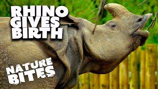 Two-Tone Greater One-Horned Rhino's Joyous Birth | Nature Bites