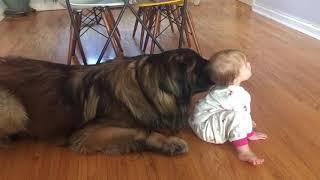 Baby vs Leonberger | Leonberger playing with a baby