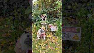 Welcome… to JURASSIC PUG  Escaping Dinosaur!!  #halloween #pug #dog