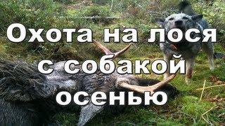 Охота на лося с собакой осенью видео 2012-2013 Moose hunting Russia.