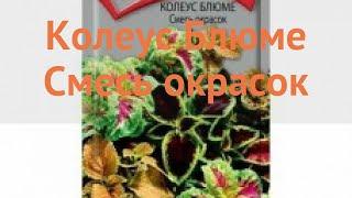 Колеус обыкновенная Блюме Смесь окрасок  обзор: как сажать, семена колеуса Блюме Смесь окрасок