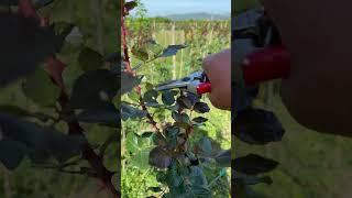 Pruning roses