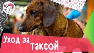 5 особенностей ухода за таксой