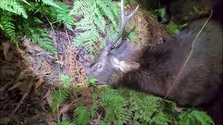 Sambar Deer Hunt with Blaser R93 and K95 in 30-06, Pard DS35-70 LRF, Victoria 15/05/2024